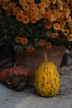Güzel sonbahar balkabağı manzarası