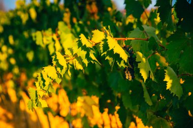 Üzüm bağlarının üzerinde güzel bir gün batımı. 