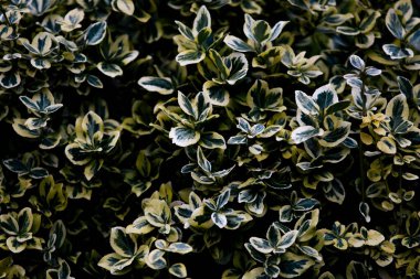 Sonbaharın başında yeşil yaprakların arkaplanı paslanıyor.