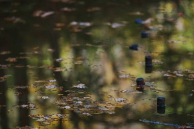 Göl suyundaki sonbahar ağaçları