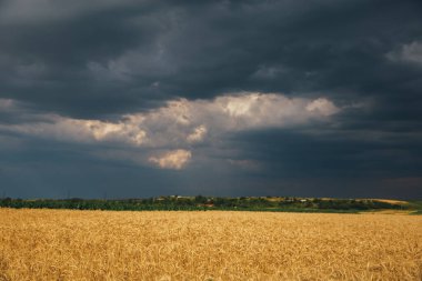 Yağmurdan sonra gün batımında buğday tarlası. 