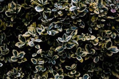 Sonbaharın başında yeşil yaprakların arkaplanı paslanıyor.