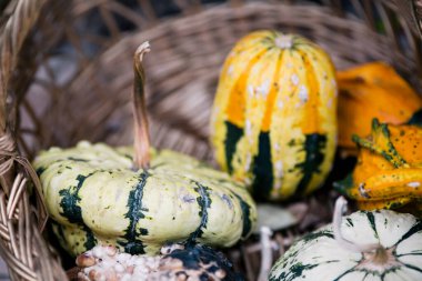 Güzel sonbahar balkabağı manzarası