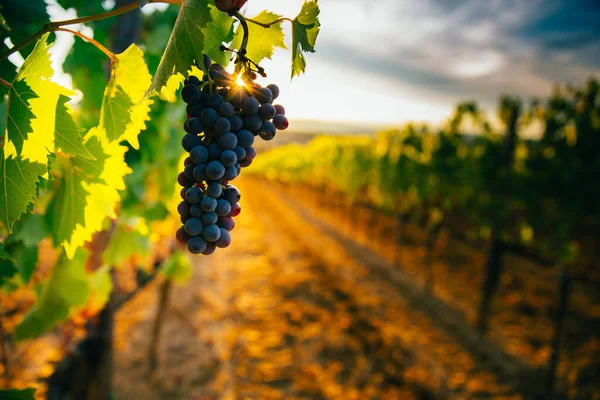 Прекрасний Захід Сонця Над Виноградниками — стокове фото