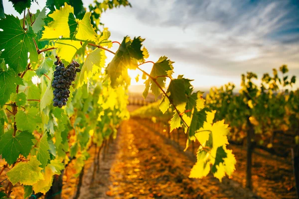 Schöner Sonnenuntergang Über Den Weinbergen — Stockfoto