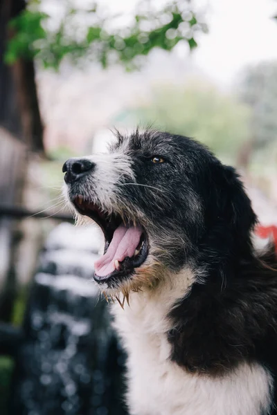 Närbild Porträtt Söt Hund — Stockfoto