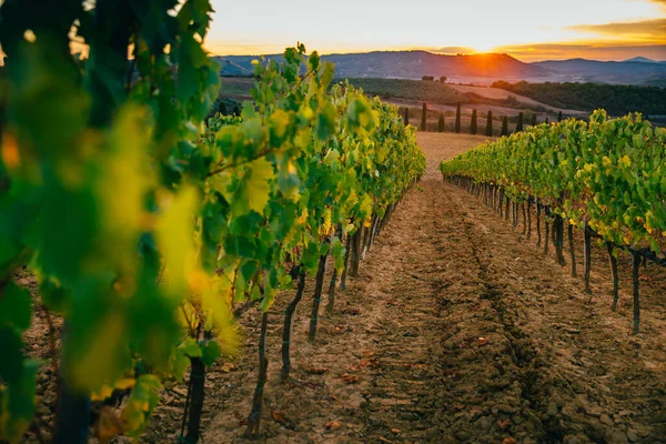 Schöner Sonnenuntergang Über Den Weinbergen — Stockfoto