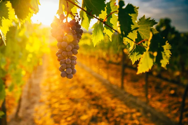 Schöner Sonnenuntergang Über Den Weinbergen — Stockfoto