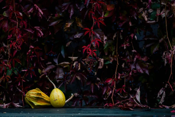 Beaux Paysages Automne Citrouilles — Photo