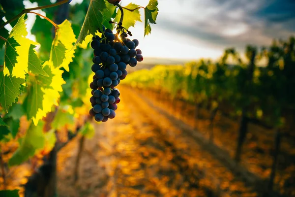 Красивый Закат Над Виноградниками — стоковое фото