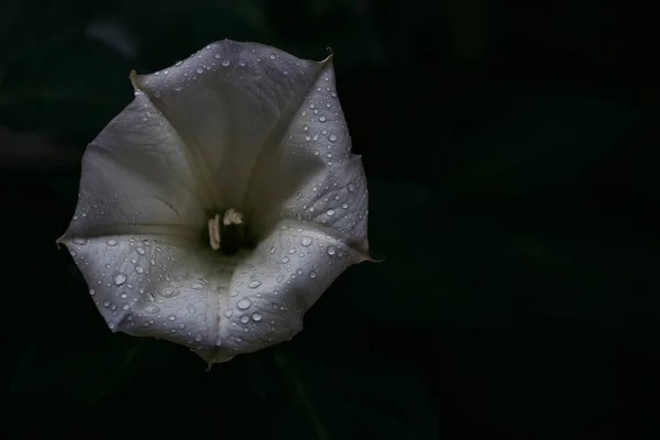 Όμορφα Λευκά Λουλούδια Convolvulus — Φωτογραφία Αρχείου