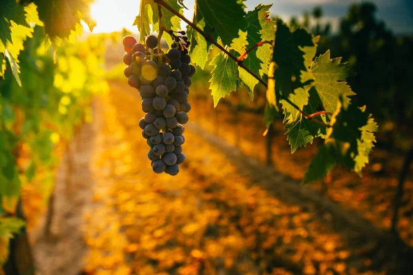 Schöner Sonnenuntergang Über Den Weinbergen — Stockfoto