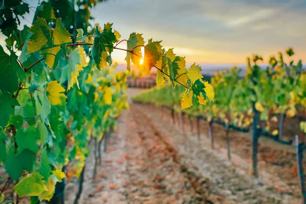 Beautiful Sunset Vineyards — Stock Photo, Image