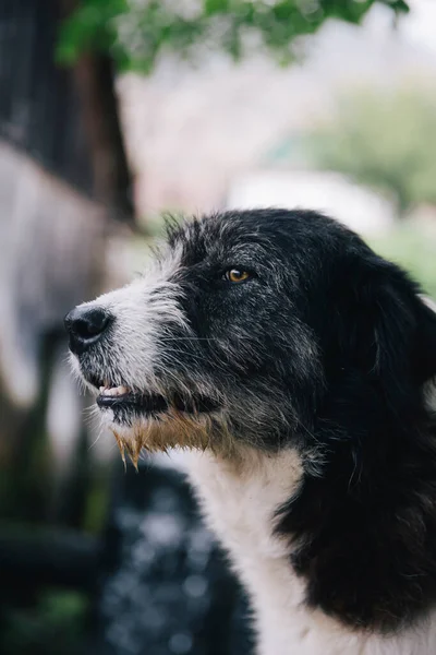 Närbild Porträtt Söt Hund — Stockfoto