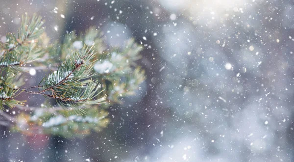 Frozen Fir Tree Covered Snow Space Text — Stock Photo, Image