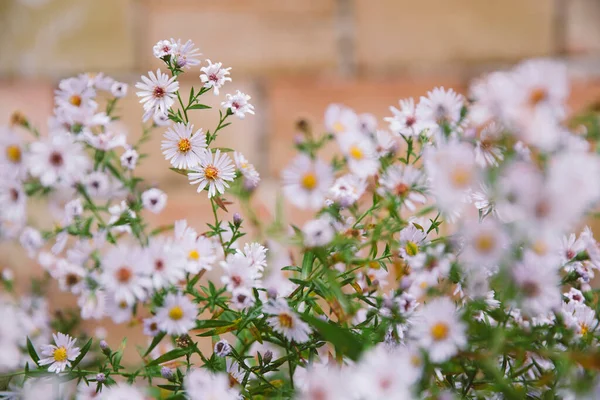 Chamomile Flowers Meadow Sunset — Stock Photo, Image