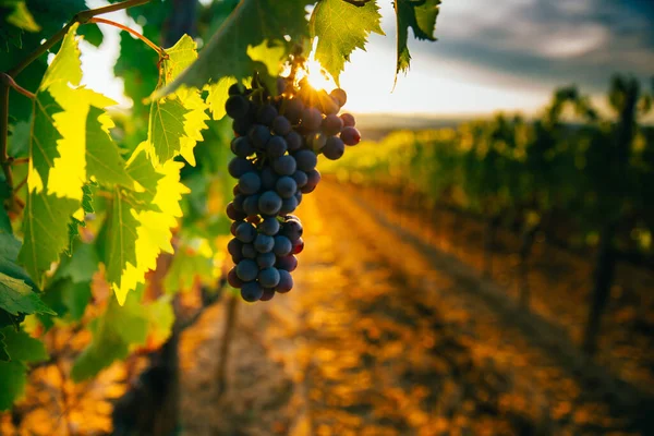 Schöner Sonnenuntergang Über Den Weinbergen — Stockfoto