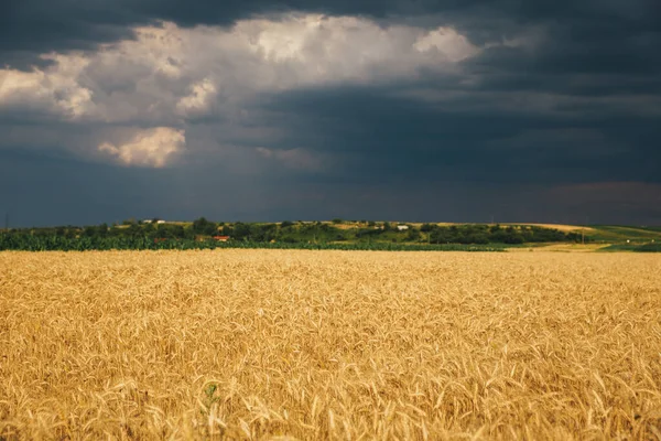 Yağmurdan Sonra Gün Batımında Buğday Tarlası — Stok fotoğraf