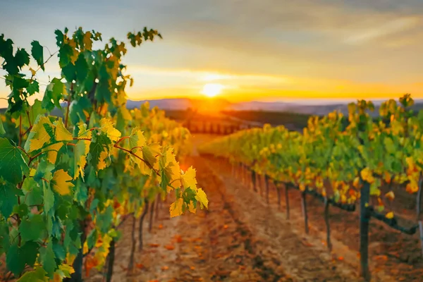 Hermoso Atardecer Sobre Viñedos — Foto de Stock