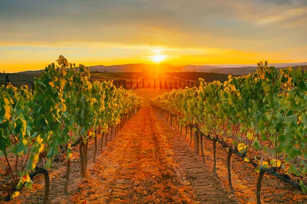 Hermoso Atardecer Sobre Viñedos — Foto de Stock