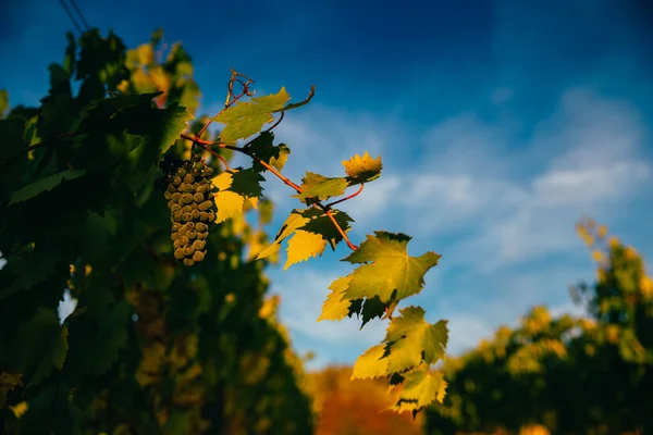 Schöner Sonnenuntergang Über Den Weinbergen — Stockfoto