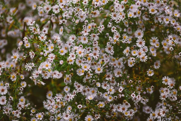 Chamomile Flowers Close View — Stock Photo, Image