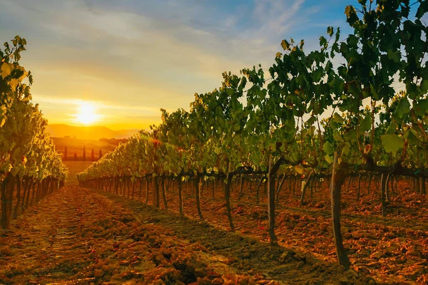 Beautiful Sunset Vineyards — Stock Photo, Image