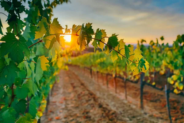 Schöner Sonnenuntergang Über Den Weinbergen — Stockfoto