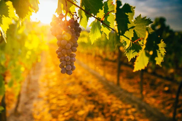 Pôr Sol Bonito Sobre Vinhas — Fotografia de Stock