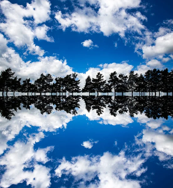 Reflectie Van Dennenbomen Blauwe Lucht Met Pluizige Witte Wolken Die — Stockfoto