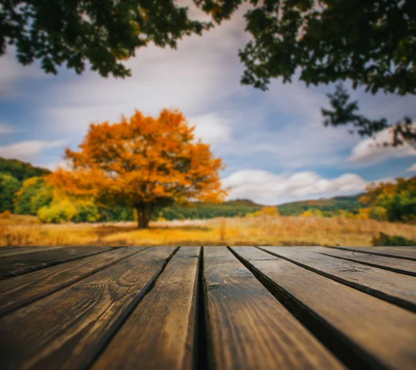 Foglie Autunnali Sentiero Legno Foglie Cadenti Sfondo Naturale — Foto Stock