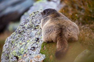 Alp arazisindeki güzel dağ sıçanı.
