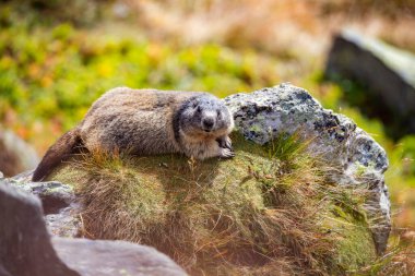 Alp arazisindeki güzel dağ sıçanı.
