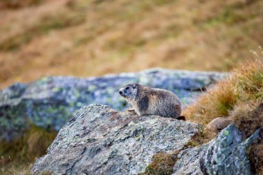Alp arazisindeki güzel dağ sıçanı.