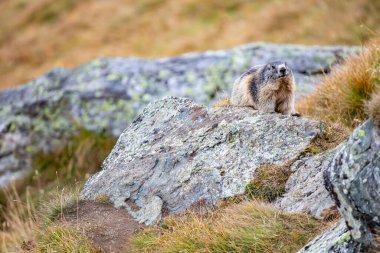 Alp arazisindeki güzel dağ sıçanı.