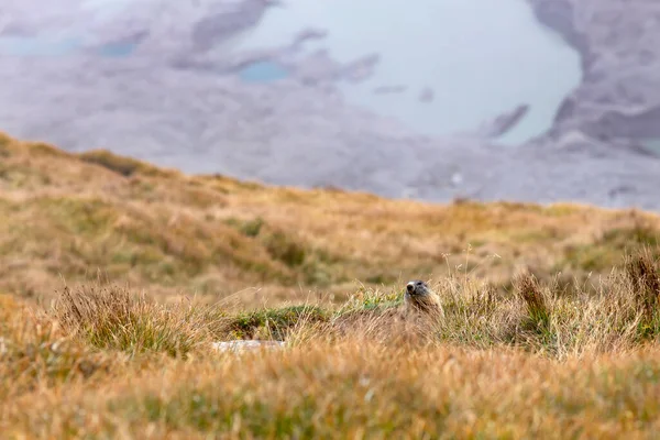 Hermosa Marmota Paisaje Alpino — Foto de Stock