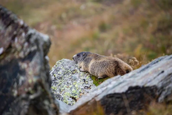 Vacker Murmeldjur Ett Alpint Landskap — Stockfoto