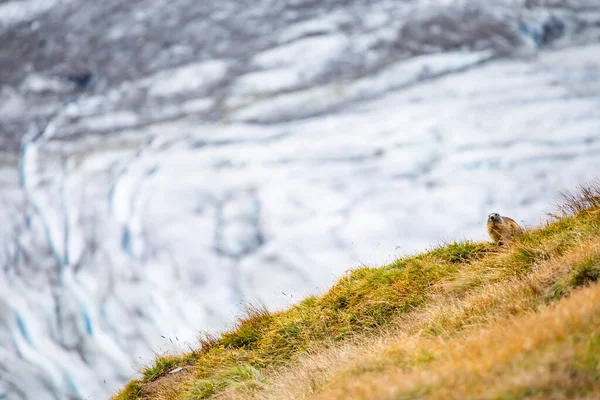 Marmota Bonita Uma Paisagem Alpina — Fotografia de Stock
