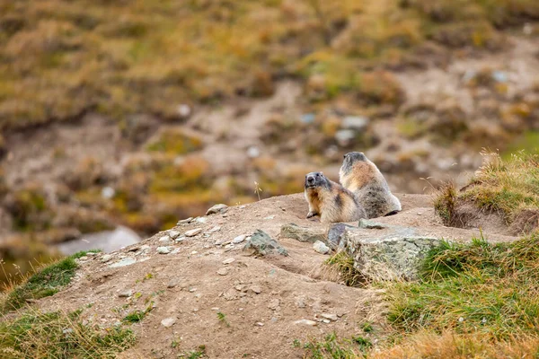 Marmota Bonita Uma Paisagem Alpina — Fotografia de Stock