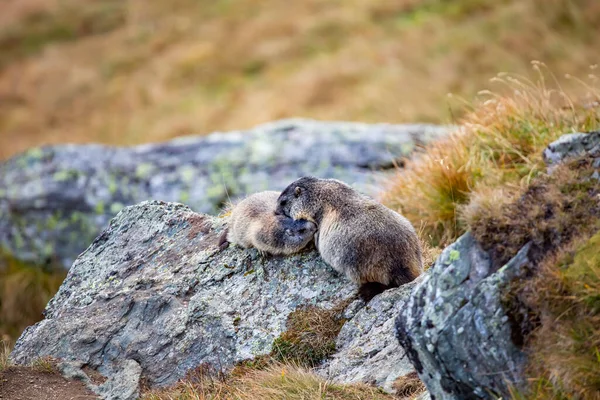 Vacker Murmeldjur Ett Alpint Landskap — Stockfoto