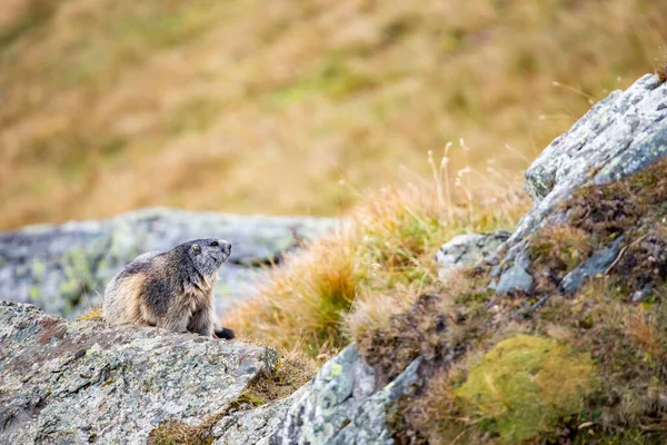 Vacker Murmeldjur Ett Alpint Landskap — Stockfoto