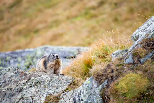 Vacker Murmeldjur Ett Alpint Landskap — Stockfoto