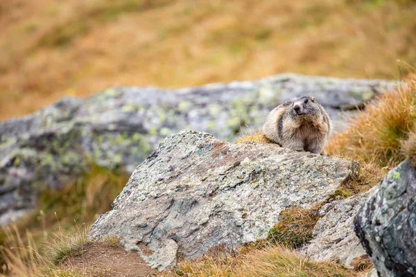 Vacker Murmeldjur Ett Alpint Landskap — Stockfoto