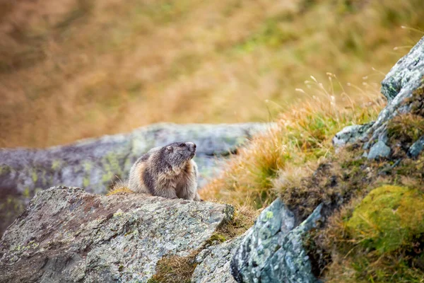 Vacker Murmeldjur Ett Alpint Landskap — Stockfoto