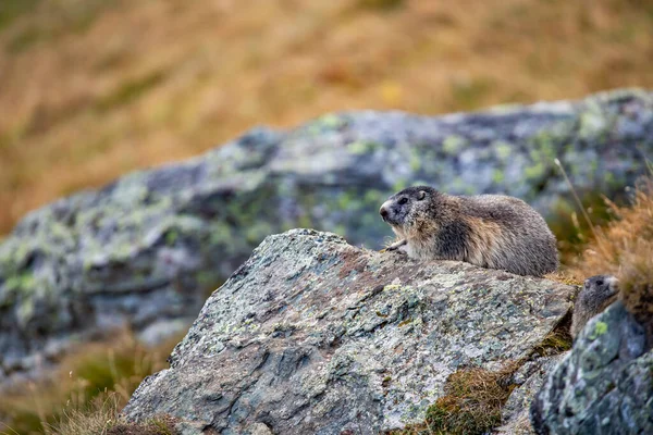 Vacker Murmeldjur Ett Alpint Landskap — Stockfoto