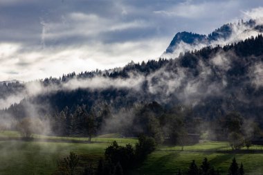 Yoğun sisli orman silueti.