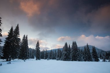 Karlı köknar ağaçlarıyla görkemli kış manzarası. Kış kartpostalı.