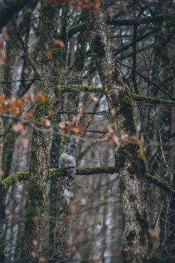 Vahşi Ural Baykuşu portresi.
