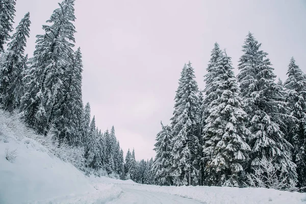 Величественный Зимний Пейзаж Снежными Елками Зимняя Открытка — стоковое фото