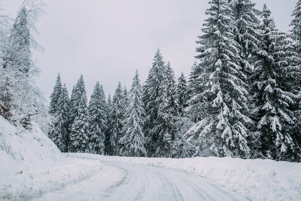 Majestic winter landscape with snowy fir trees.  Winter postcard.